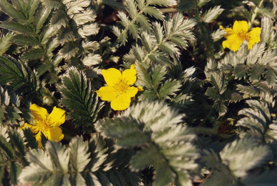 Potentilla anserina en fleurs sur les bords de chemins dans une prairie